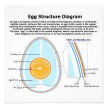 Diagrama biológico de la anatomía de un huevo comunicado
