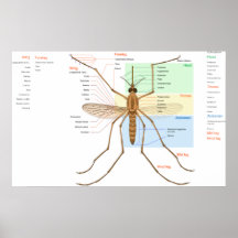 Diagrama de la anatomía de un mosquito Pipiens del Impresiones