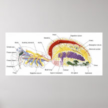 Diagrama de la anatomía interna de una araña femen impresiones