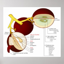 Diagrama de la baya de la uva de vino impresiones