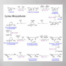 Diagrama de la biosíntesis de la lisina poster