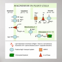 Diagrama de la botánica del magnesio en células de impresiones