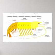 Diagrama de la disposición general de un Malacostr Impresiones