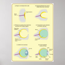 Diagrama de la evolución del ojo posters