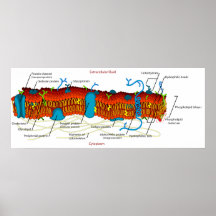 Diagrama de la membrana celular común en todas las poster