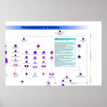 Diagrama de las células madres de la hematopoyesis posters
