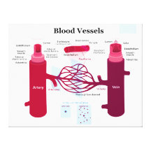 Diagrama de las venas de capilares de las arterias lienzo envuelto para galerías