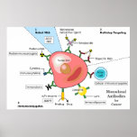 Diagrama de los anticuerpos monoclonales para el c posters