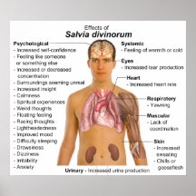 Diagrama de los efectos de la planta de Salvia Div Impresiones