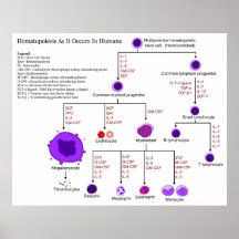 Diagrama de los factores de crecimiento hematopoyé posters