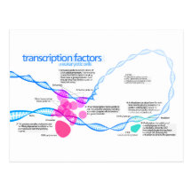 Diagrama de los factores de la transcripción del g tarjetas postales