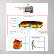 Diagrama de Plasmalemma de la membrana de plasma d Posters