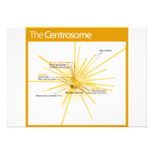 Diagrama de un centrosoma invitaciones personales 