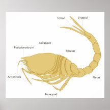 Diagrama de un Cumacean Diastylis crustáceo Laevis Poster