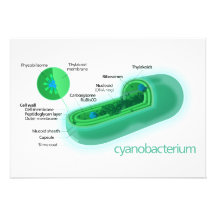 Diagrama de una célula típica del Cyanobacteria Comunicado Personal