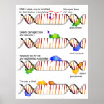 Diagrama de una reparación baja simple de la supre posters