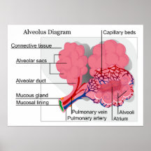 Diagrama del alvéolo mamífero de los pulmones impresiones