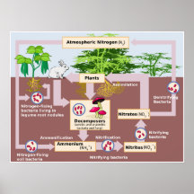 Diagrama del ciclo del nitrógeno de la tierra impresiones