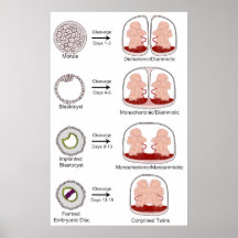 Diagrama del Placentation biológico humano Impresiones