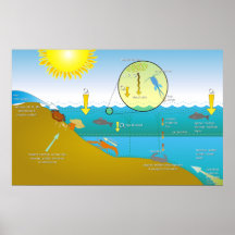 Diagrama del proceso de la eutroficación del agua posters