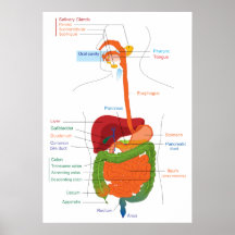 Diagrama del sistema digestivo humano poster