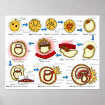 Diagrama del sistema reproductivo de la embriogéne posters