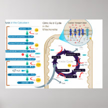 Diagrama detallado de la respiración celular poster