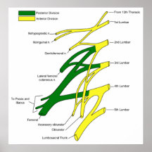 Diagrama humano del plexo lumbar del sistema nervi poster
