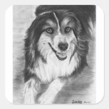 Dibujo australiano del pastor calcomania cuadradas