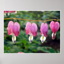 Dicentra Spectabilis - corazones sangrantes del po