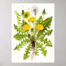 Diente de león común --  Sue Abonyi Posters