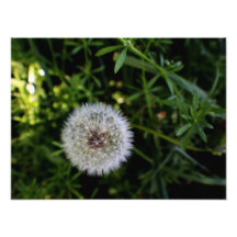 Diente de león foto