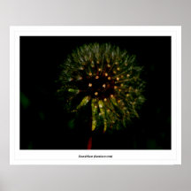 Diente de león (luminescente) poster