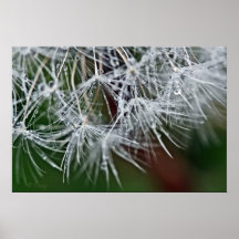 Diente de león poster