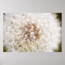 Diente de león poster