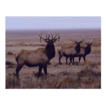 Dientes del descenso de los alces de E0019 Bull Postales