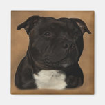 Diesel Iman Para Frigorífico