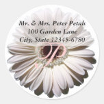 Dirección blanca de la margarita del Gerbera Etiqueta