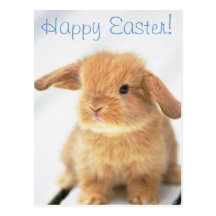 Diseño feliz de Pascua del conejito lindo del bebé Tarjetas Postales