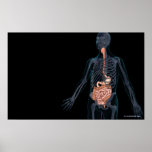 Disposición del sistema digestivo humano posters