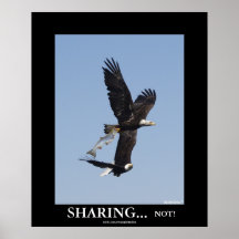 DISTRIBUCIÓN del poster de la foto de Eagles calvo