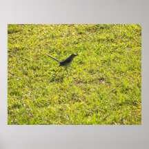 Diverso Chirper Posters