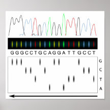 DNA que ordena el poster del principio