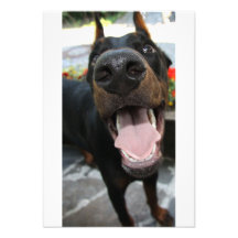 Doberman divertido comunicado