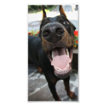 Doberman divertido impresión fotográfica