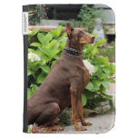 Doberman - en el jardín de la iglesia