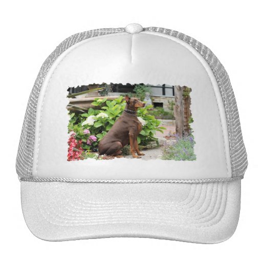 Doberman - en el jardín de la iglesia gorro