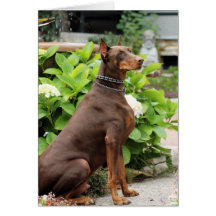 Doberman - en el jardín de la iglesia tarjeton