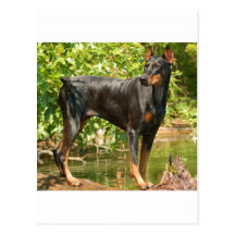 Doberman Postal
