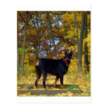 Doberman Postal